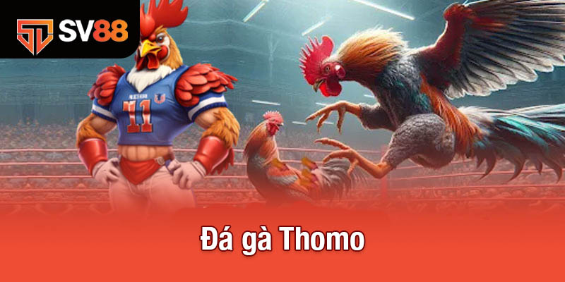 Đá gà Thomo